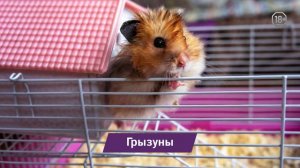 Какое животное завести дома?