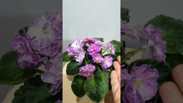 Фиалка стандарт СМ-Олеся. Обзор. смотреть онлайн