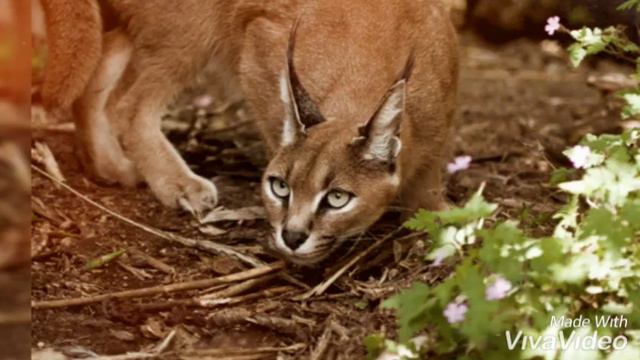 Каракал смотреть онлайн
