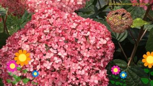 Гортензия древовидная инвинсибел. Краткий обзор, описание hydrangea arborescens invincible