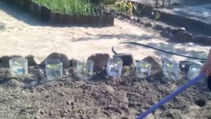 Посев огурцов в траншею