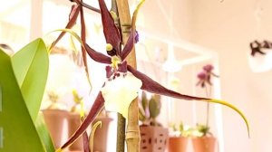 Онцидиумные или Камбрии Уход в домашних условиях