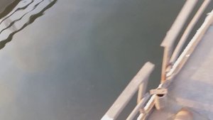 Кормление осетровых при низких температурах воды.