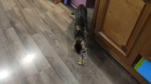 Бенгальская кошка бешено бегает за новогодними бубенчиками