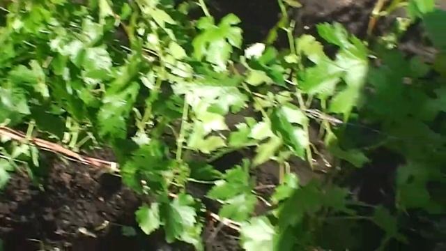 Цветение винограда, виноградник Акованцева Михаила. смотреть онлайн