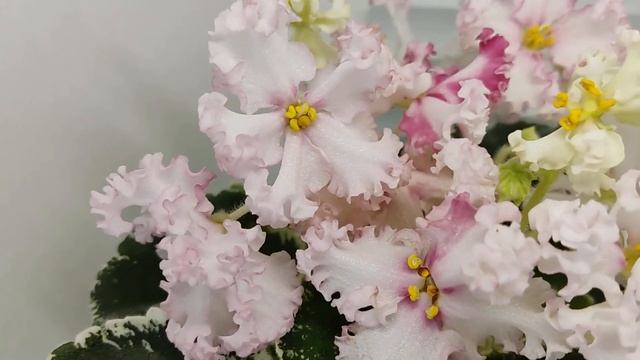 Фиалка ЛЕ-Изящный Век смотреть онлайн