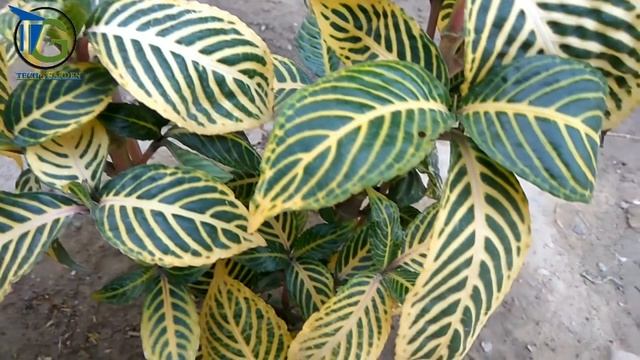 how to grow beautiful sanchezia plants смотреть онлайн