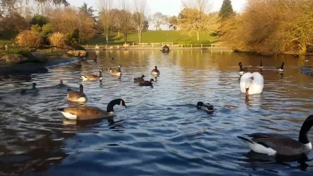 Живая природа- птицы.mp4 смотреть онлайн