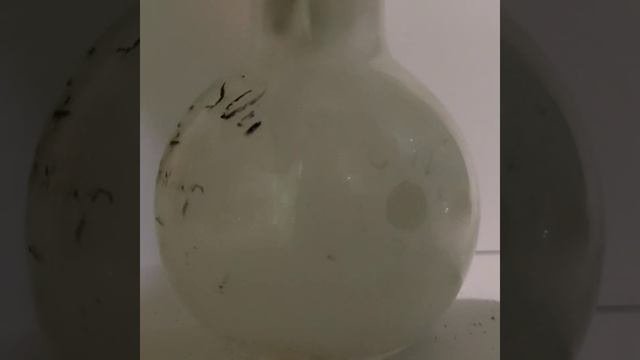 Получение ортофосфорной кислоты!#химиядома#фосфорнаякислота#оксидфосфора5