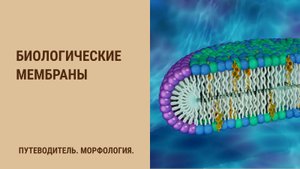 Биологические мембраны