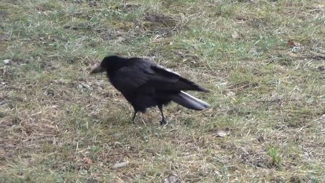 Грач или Ворон? В чем различия между птицами смотреть онлайн