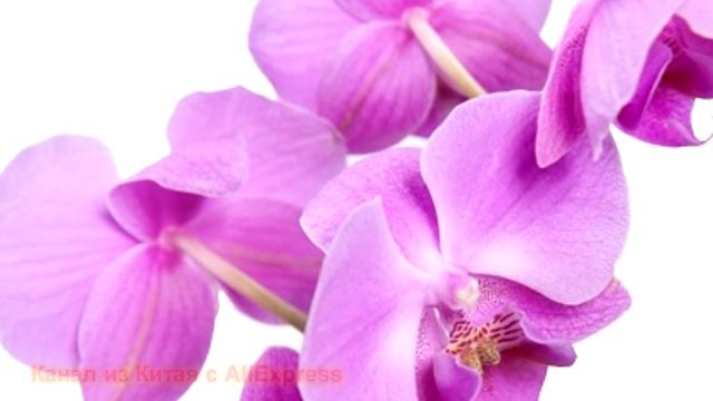 Фаленопсис семена орхидеи бабочка из Китая с AliExpress смотреть онлайн