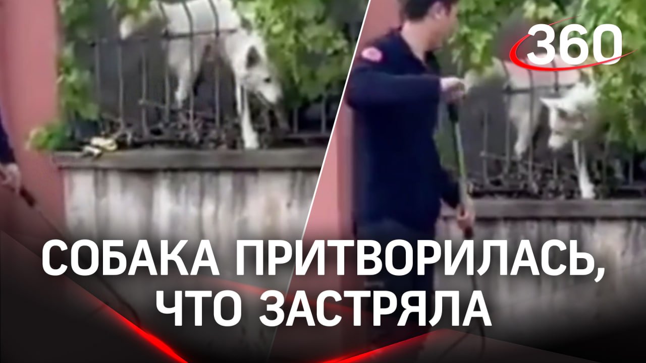 Притворились что застряли. Притворились что застряли