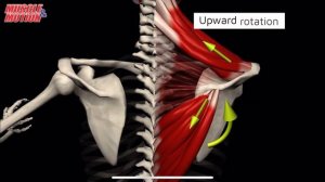 "Трапеция" Трапециевидная мышца. 3d anatomy. MUSCLE MOTION