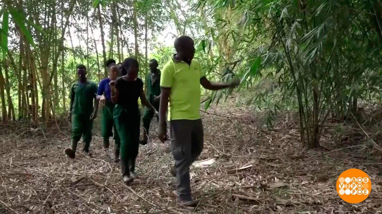 Бамбук против засухи. Доброе утро. Фрагмент выпуска от 26.05.2023