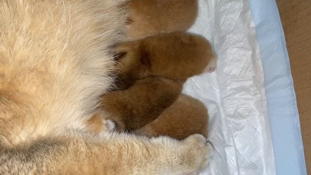 ? РОДЫ ЗОЛОТОЙ КОШКИ?КАК УДЕЛИТЬ ЕЙ ВНИМАНИЕ?КАК ПОМОЧЬ ПРИ РОДАХ?