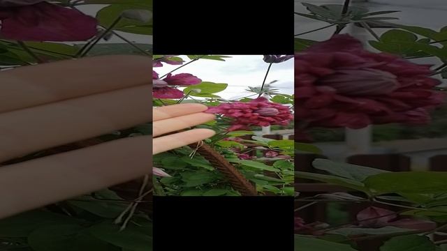 @ Клематис Пурпуреа Плена Элеганс (Purpurea Plena Elegans)..