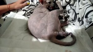 ?? ? Роды кошки?? Сфинкс,беременность???