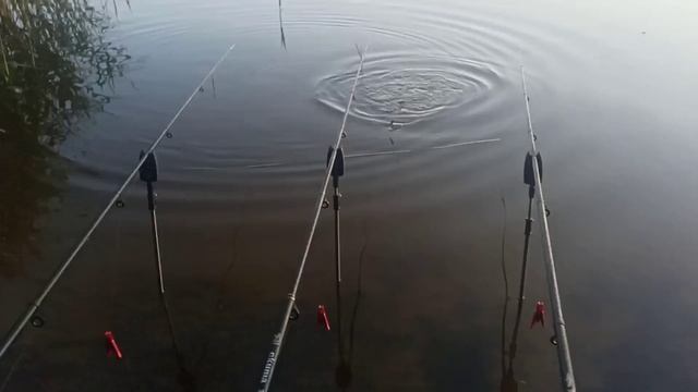 Рыбалка в Беларуси 2022. Караси-лапти рвут леску. Водохранилище Миничи...