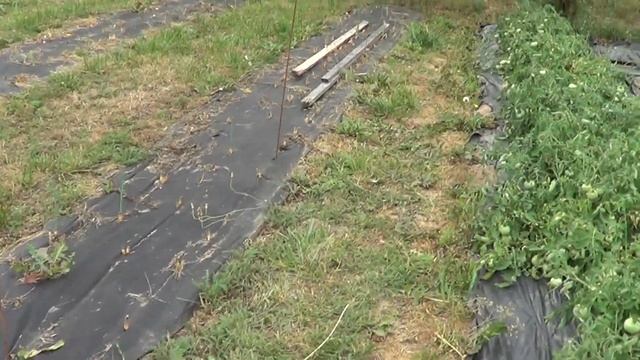 ЛУЧШИЕ ТОМАТЫ ПРИ ЛЮБЫХ УСЛОВИЯХ смотреть онлайн