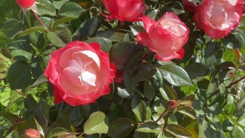 Тараз горы Акыртобе Taukymyz Taraz