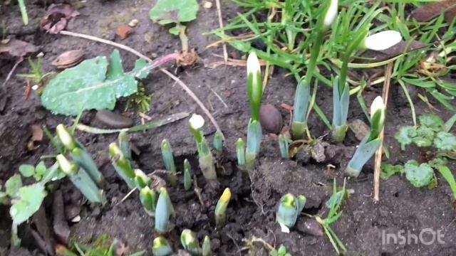 Подснежники ???цветение в 2022 году #ВиленаЦветкова смотреть онлайн