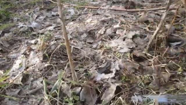 Обрезка ремонтантной малины весной. смотреть онлайн