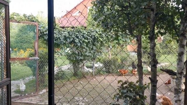 Гнёзда для несушек на 120 яиц (автономность месяц) с размерами!