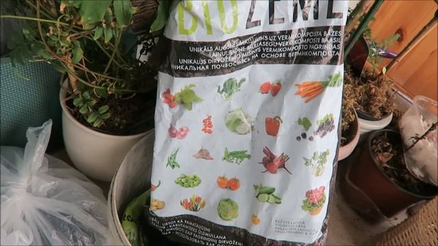 Мои экзотические растения: всходы, пересадка глицинии бонсай, красных апельсинов 8 смотреть онлайн