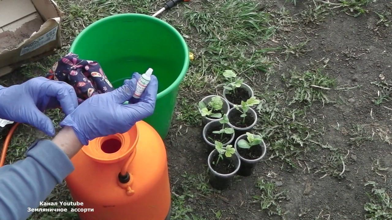 ХЛОРОЗ ПРИЗНАКИ ХЛОРОЗА  ЛЕЧЕНИЕ