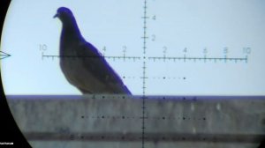 Farm Pest Control Air Arms Galahad HR 22 #airarms #airarmsgalahad #airarmsairguns #airarmsairrifles