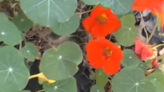 Очень красивые осение цветы Яркие краски осени смотреть онлайн