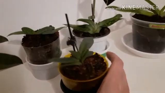 Мои орхидеи венерины башмачки (paphiopedilum). Мой уход смотреть онлайн