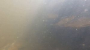 ПОДВОДНЫЕ СЪЕМКИ!/ НЕРЕСТ ЛЕЩА И ПЛОТВЫ!!!!