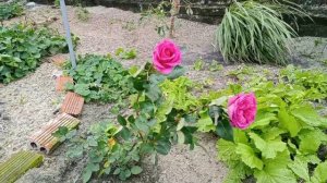 Bernadette Lafont rose