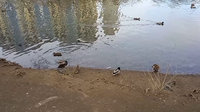 Продолжение гулятельного в Дендрарии