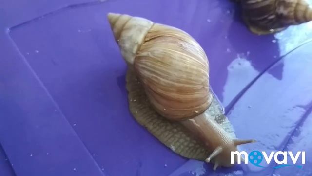 УЛИТКА АХАТИНА ФУЛИКА ВИДЫ! смотреть онлайн