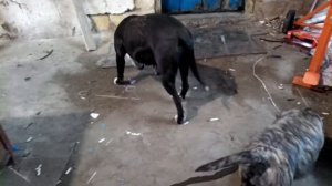 Стафф против Ка де бо .собачьи бои!!!