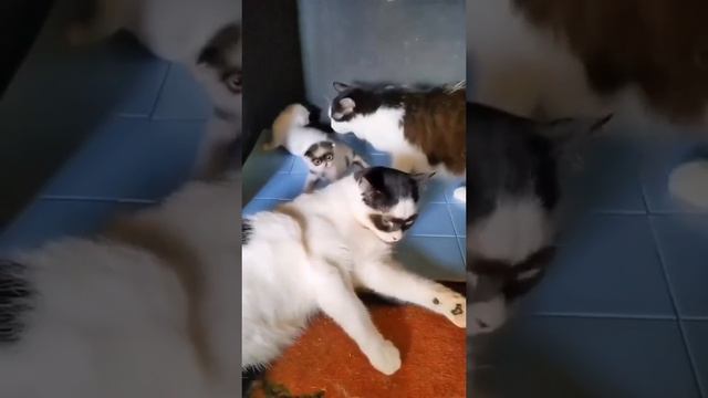 Коты в масках