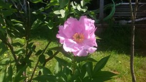 Paeonia Новость Алтая