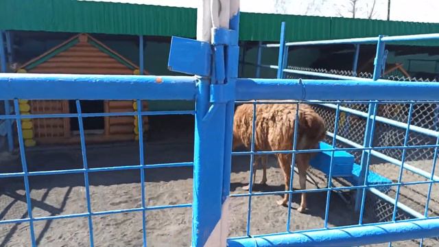 VLOG.БИОЛОГИЧЕСКИЙ ЦЕНТР.г.Семей.Гуси-лебеди,Як,Пони и Лама. смотреть онлайн