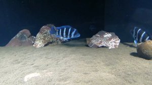 Purigen  для фильтрации аквариумной воды, результат КОСМИЧЕСКИЙ