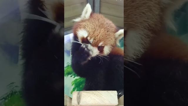 Kittens? Puppy? No, it's a red panda!