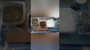 Как прорастить семена стрелиции королевской из семян? Мой успешный опыт ?