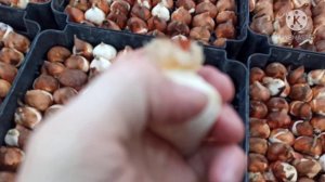 Выгонка тюльпанов  на 8 марта. Укоренение   тюльпана  на Гидропонике.