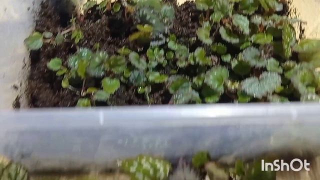 Пересадка сеянцев бегонии Сакура, 07.08.2023. смотреть онлайн