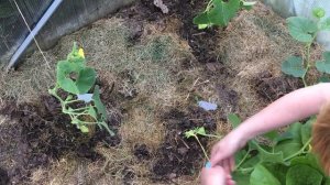 Подвязка рассады методом "на петельку" (скользящая петля). Показываю медленно.