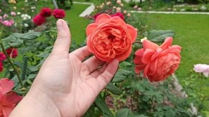Как мои розы "держат" жару☀???☀