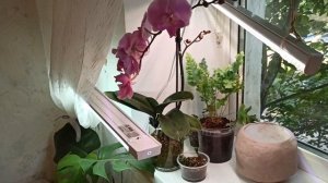 Асплениум Крисси Эми / Asplenium nidus Crissie Amy