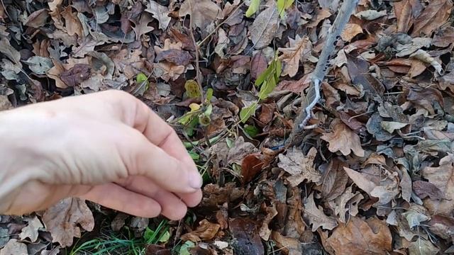 Укрываю хурму на зиму смотреть онлайн